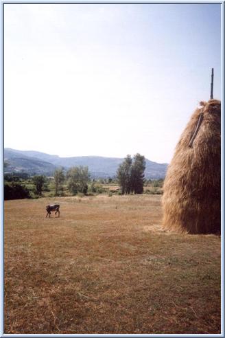 Il fieno ammucchiato in covoni