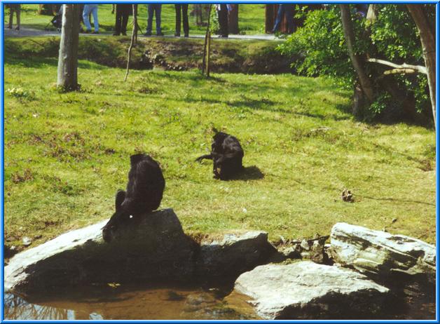 Una specie delle tante scimmie che si trovano all'interno del Fota Wild Park, la seconda tappa del viaggio